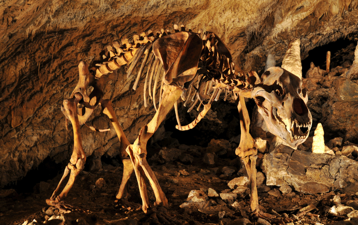 Höhlenbär Skelett