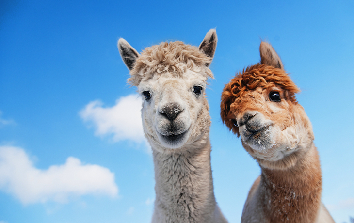 Portrait of two alpacas on the background of blue sky. South Ame