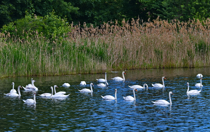 Höckerschwäne auf einem Teich in Peitz